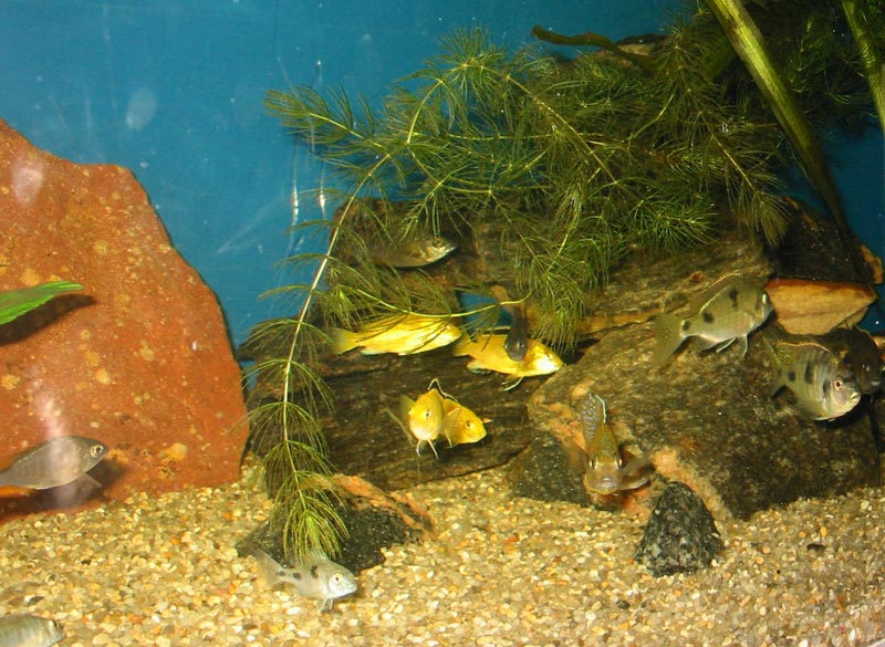 325 liter aquarium (bottom)