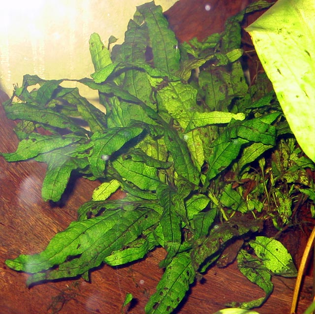 Microsorium pteropus (Java Fern)