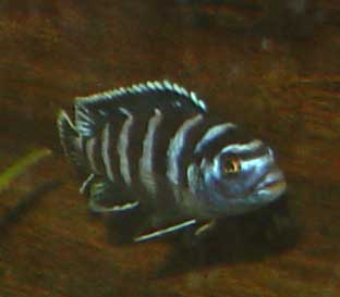 Pseudotropheus demasoni