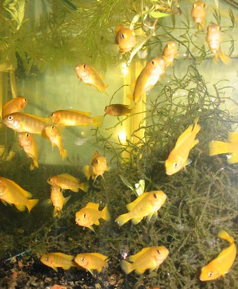 Pseudotropheus saulosi