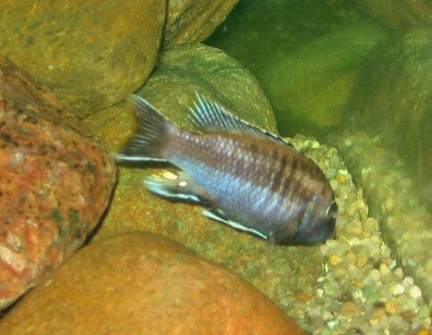 Pseudotropheus sp. "black dorsal"