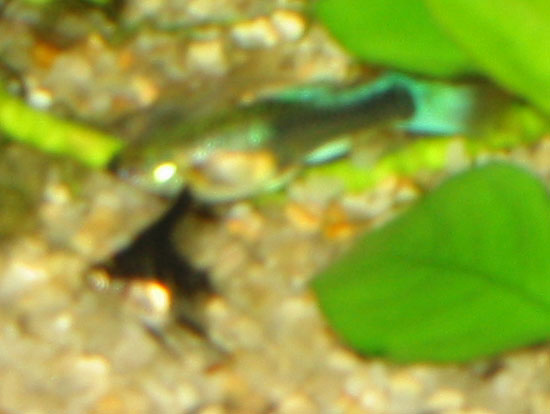 Pterophyllum scalare (Common Angelfish)