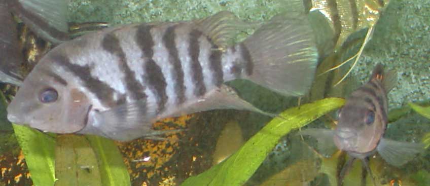 Archocentrus nigrofasciatus (Convict cichlid)