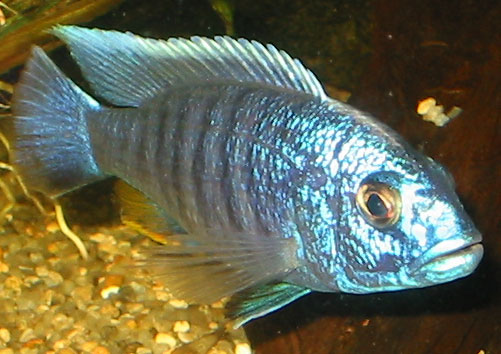 Sciaenochromis fryeri (Electric Blue Ahli)