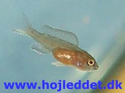 Neolamprologus brichardi