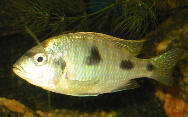 Trematocranus placodon