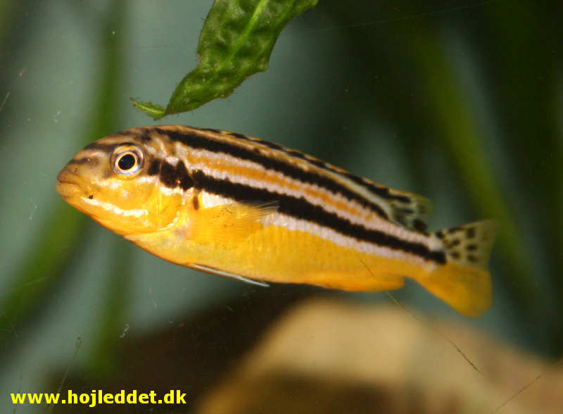 Melanochromis auratus