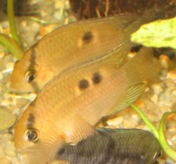 Cleithracara maronii (Keyhole cichlid)