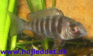Placidochromis sp. "phenochilus tanzania"