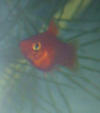 Xiphophorus maculatus (Platy)