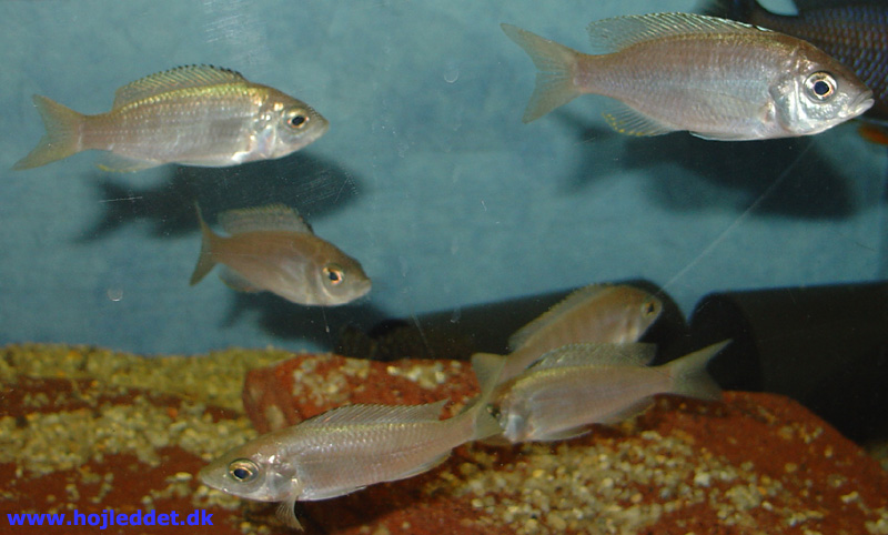 Copadichromis ilesi (Copadichromis Virginalis)