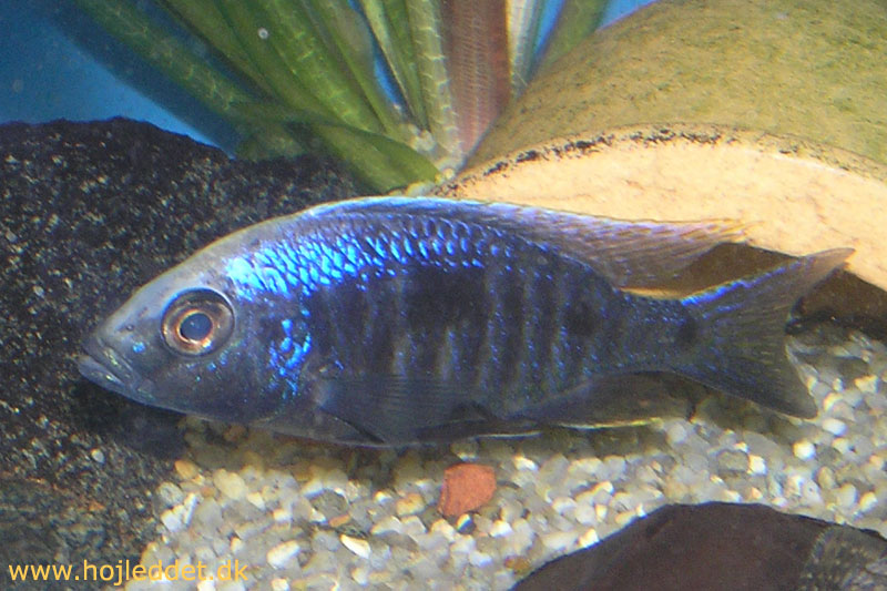 Copadichromis sp. "mloto red tips" (Mloto Red Tips)