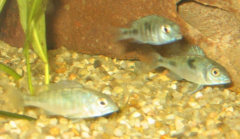 Cyrtocara moorii (Blå delfin)