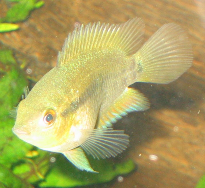 Herotilapia multispinosa (Rainbow cichlid)