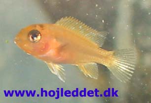 Metriaclima estherea (Rød zebra)