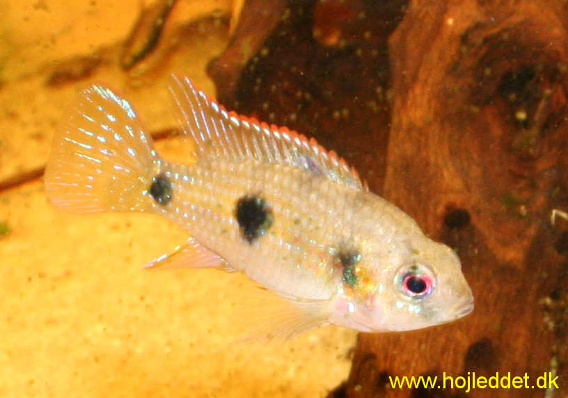 Anomalochromis thomasi