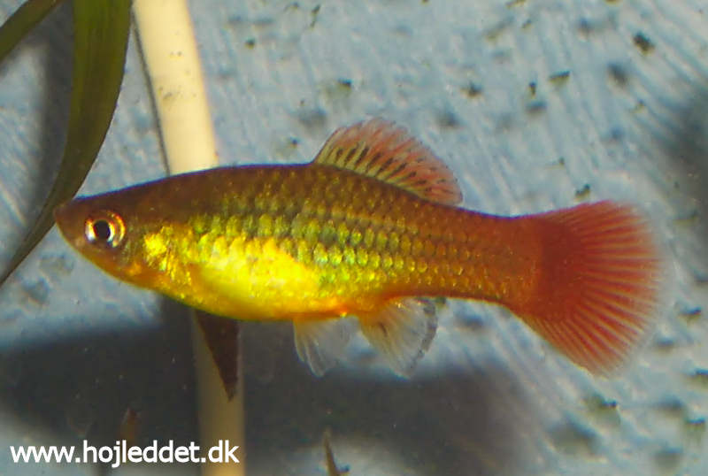 Xiphophorus variatus (Indianer platy)