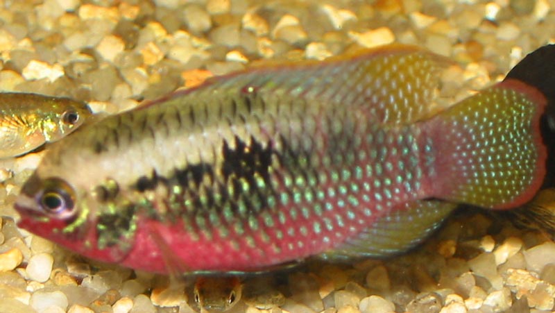 Laetacara dorsigera (Redbreast Acara)