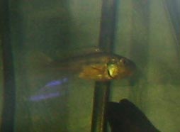 Pseudocrenilabrus nicholsi