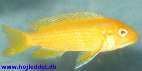 Melanochromis johannii