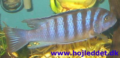 Metriaclima sp. "zebra chilumba"