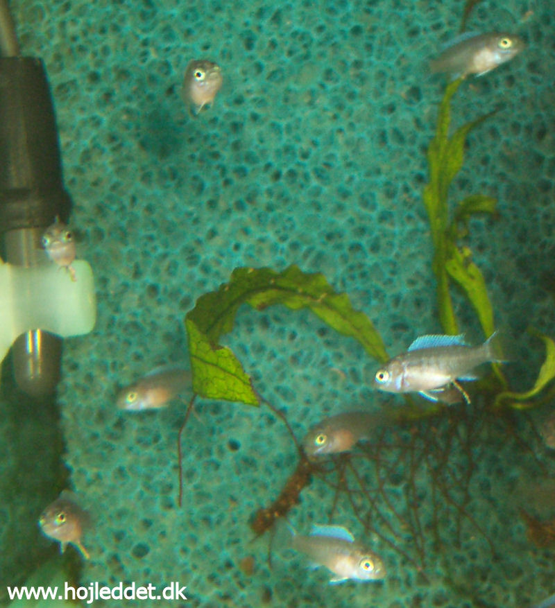 Metriaclima callainos sp. "bright blue"