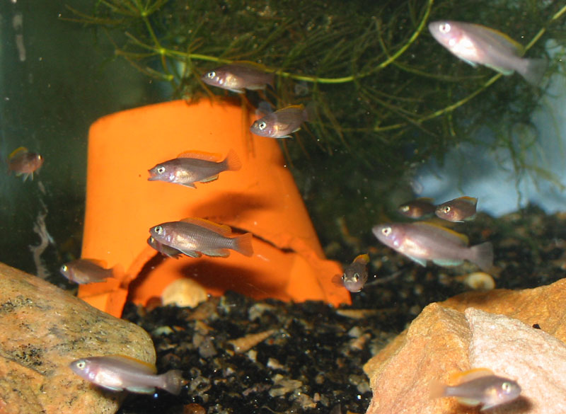 Neolamprologus multifasciatus