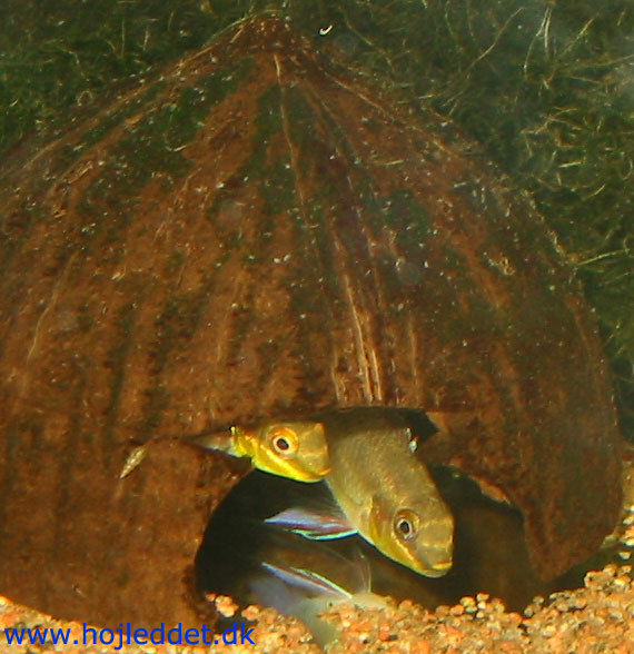 Pelvicachromis pulcher (Kribensis)