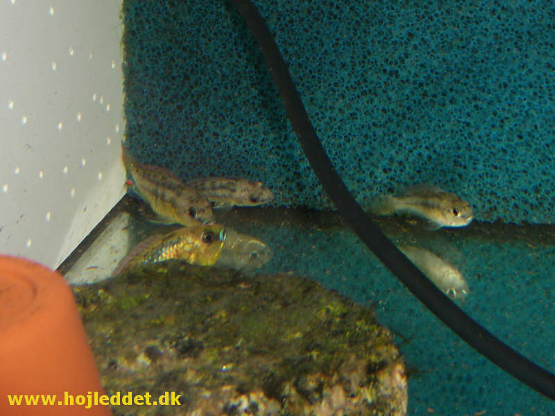 Pseudocrenilabrus philander dispersus