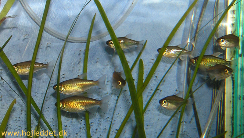 Phenacogrammus interruptus (Congo Tetra)