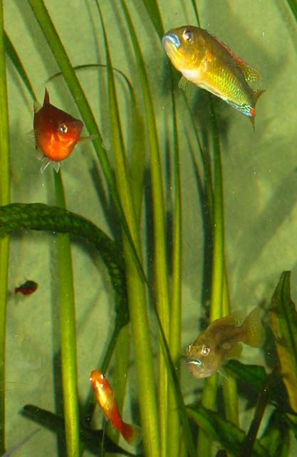 Pseudocrenilabrus philander philander