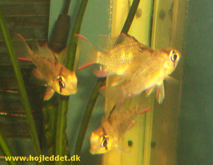 Mikrogeophagus altispinosus (Bolivian butterfly cichlid)