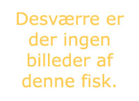 Protomelas sp. "spilonotus tanzania"