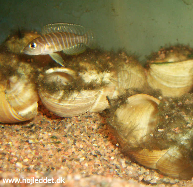 Neolamprologus similis
