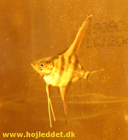 Pterophyllum scalare Rio Manacapuru (Red back, Red shoulder)