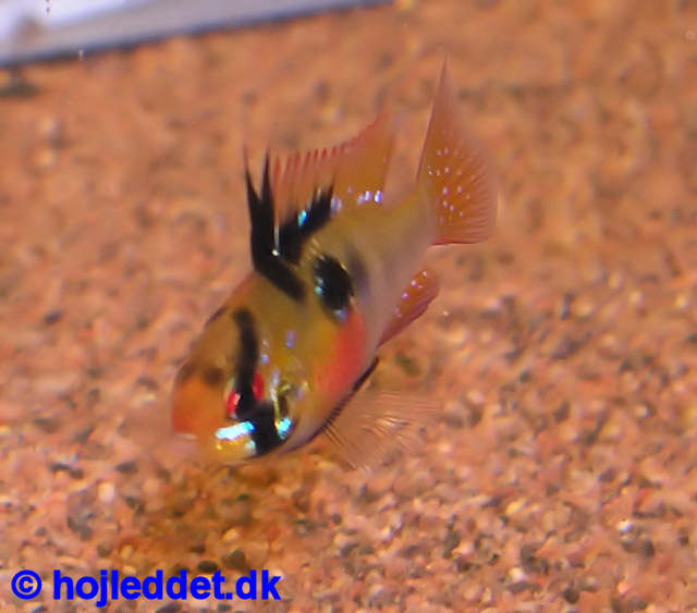 Mikrogeophagus ramirezi (Ram Cichlid)