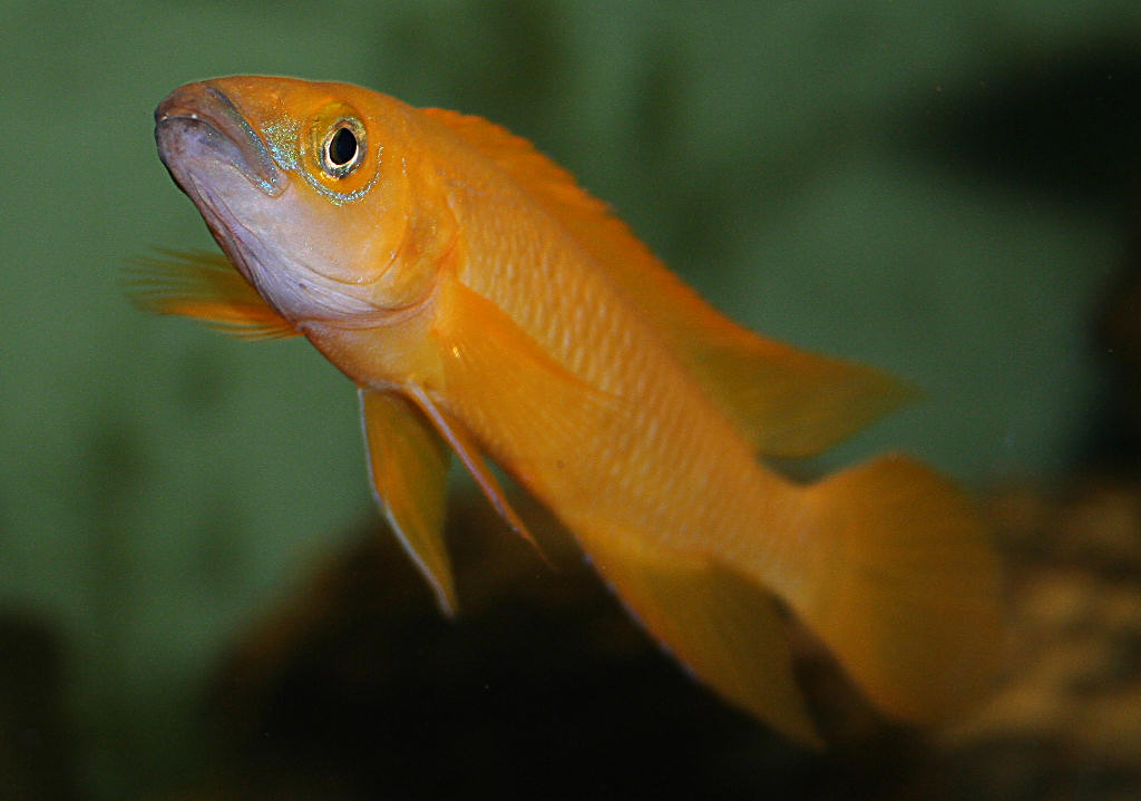 Neolamprologus leleupi