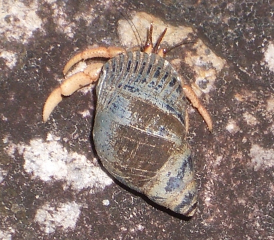 Tramitichromis intermedius