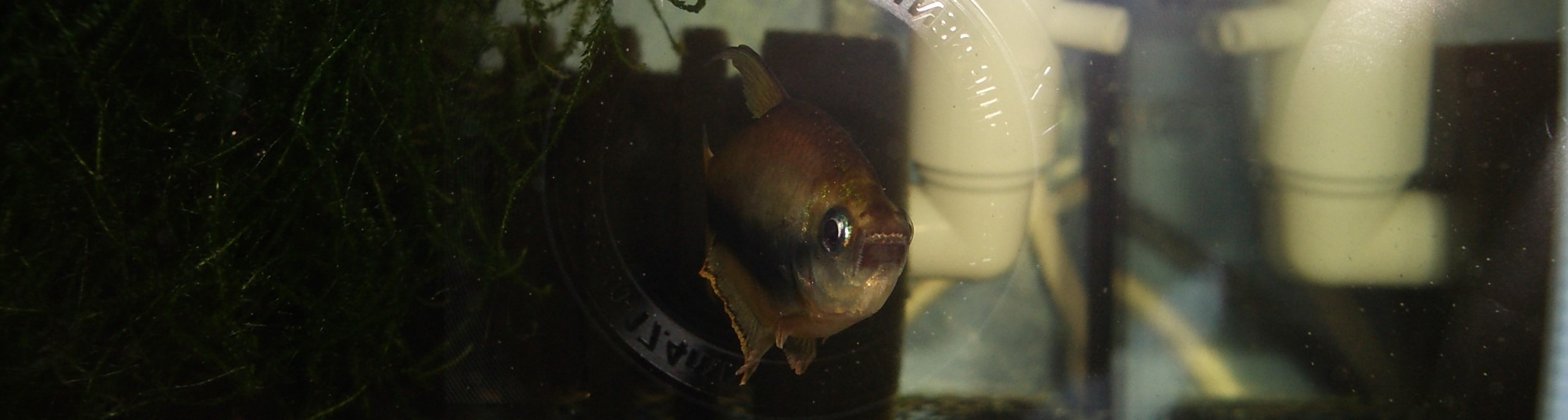 Nematobrycon palmeri (Emperor Tetra)