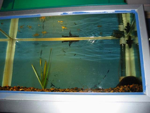 20 liter aquarium (center)