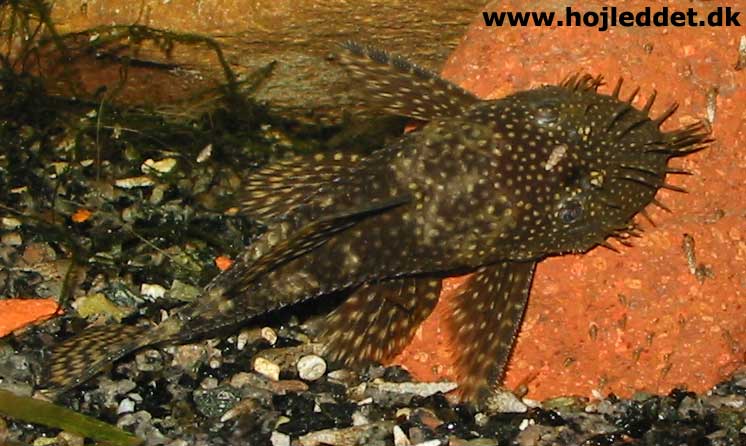 Ancistrus dolichopterus (Bristlenose Catfish)