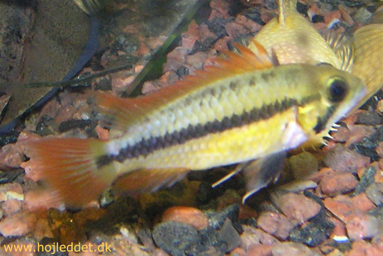 Cockatoo cichlid
