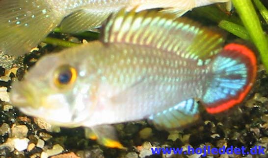 Panda dwarf cichlid