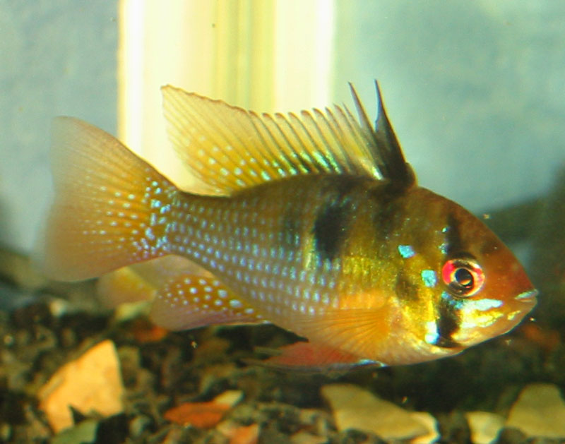 Mikrogeophagus ramirezi (Ram Cichlid)