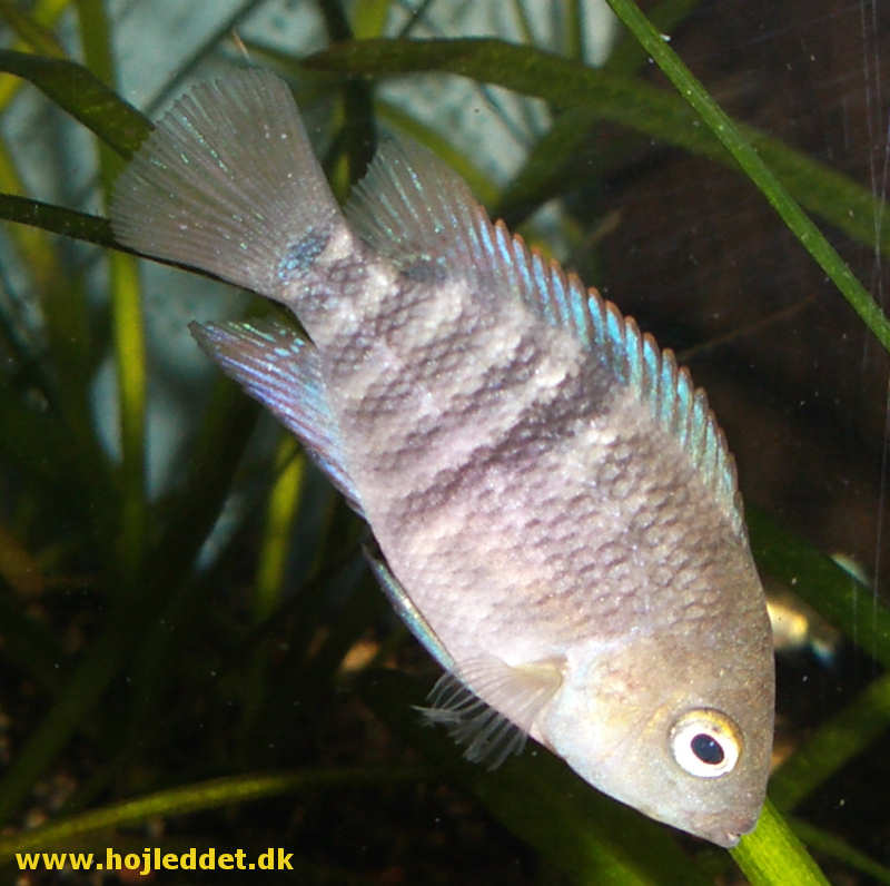 T-bar cichlid