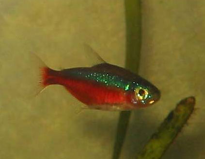 Cardinal Tetra