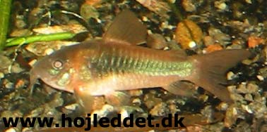 Bronze Corydoras