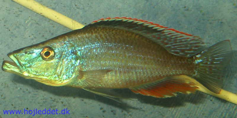 Dimidiochromis compressiceps (Malawi Eye-biter)