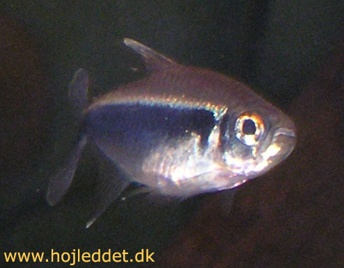 Hyphessobrycon herbertaxelrodi (Black Neon Tetra)