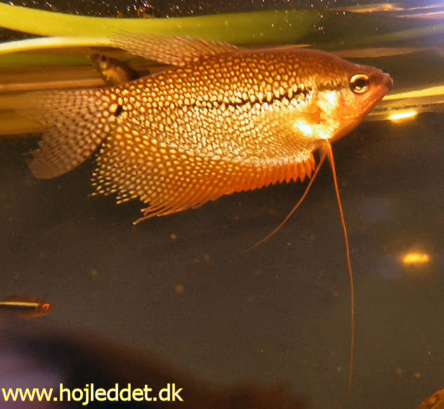 Pearl gourami
